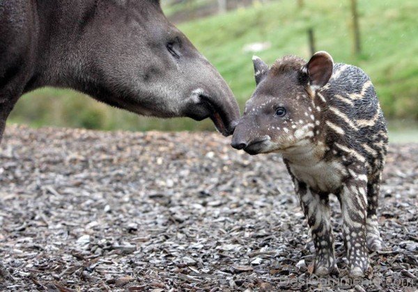 Tapir With Baby-db722
