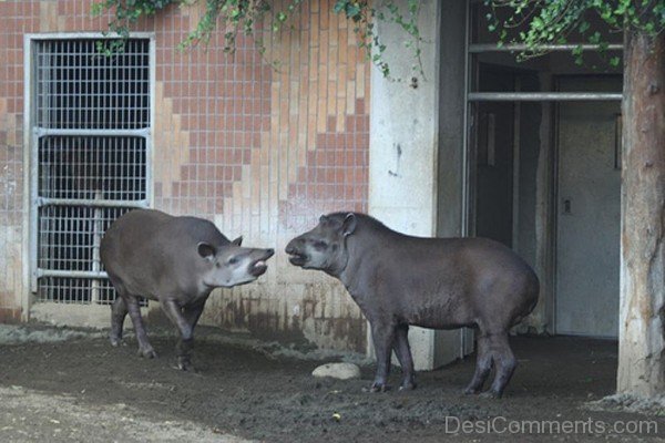 Tapirs In Zoo-db723