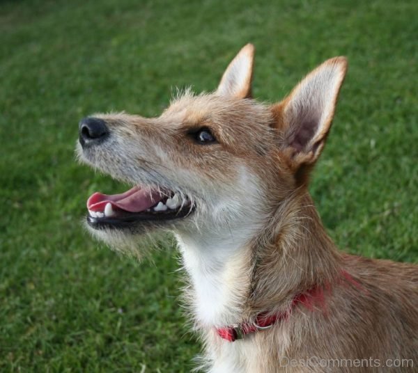 Terrier mixed breed dog-DC100