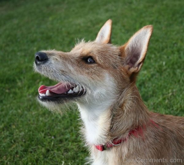 Terrier mixed breed dog