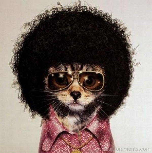 The Afro Cat Funny