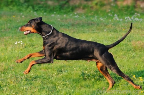 The Fastest Dog Breeds in the World-DC101