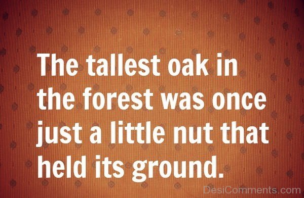 The Tallest Oak