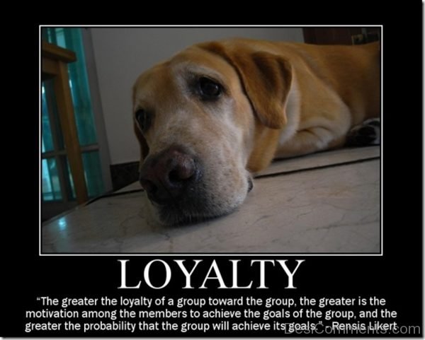 The  greater the loyalty