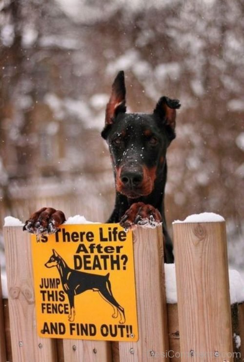 There Life After Death