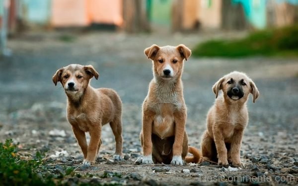 Three Puppies