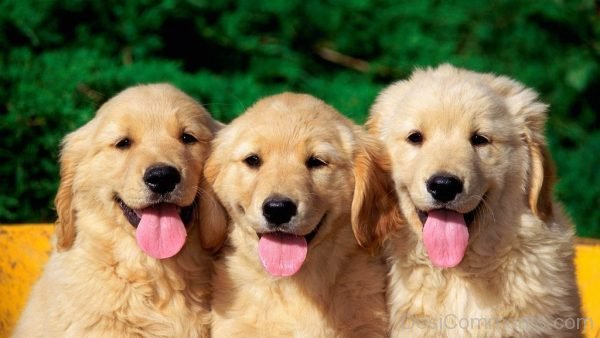 Three Puppies Image-DC103