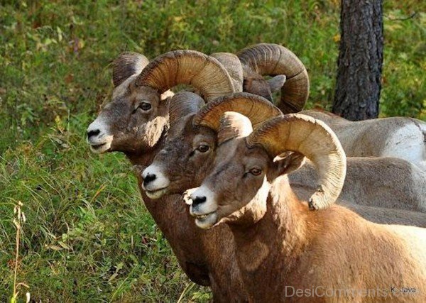 Three Ram Animals