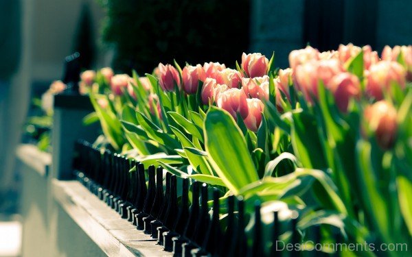 Tulips Garden