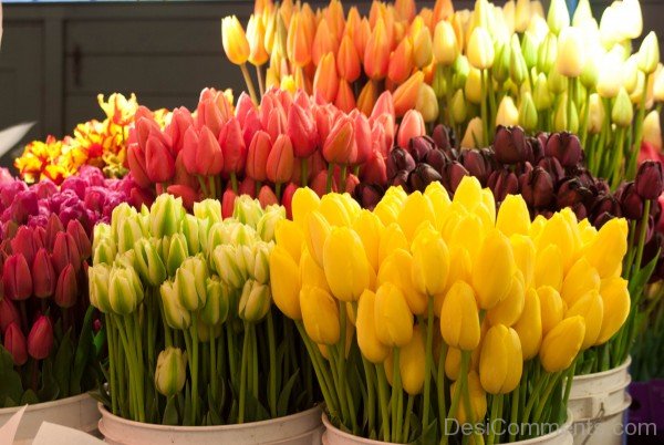 Tulips Photo