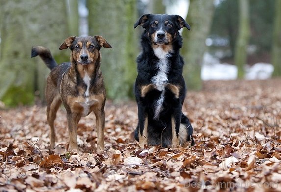 Two Austrian Pinscher Dogs