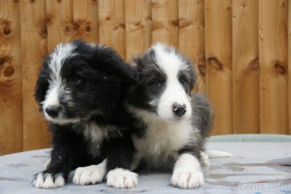 Two Bearded Collie Puppies-adb75621DC9DC21