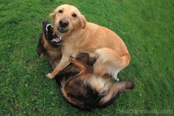 Two Dogs Playing