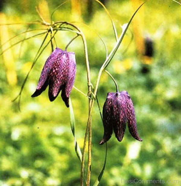Two Fritillaria Ruthenica Flowers