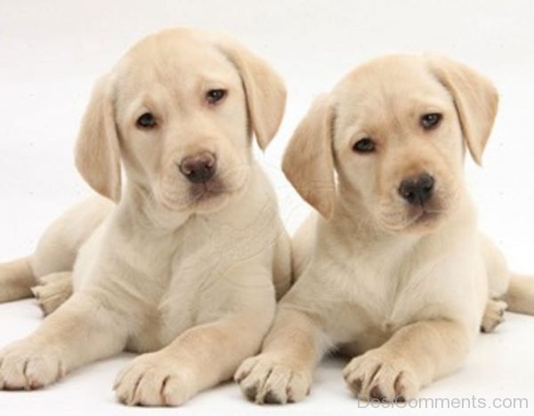 Two Labrador Dogs