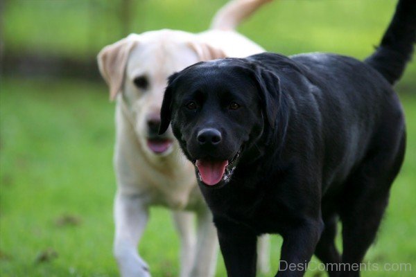 Two Labrador Retriever Dogs-id117