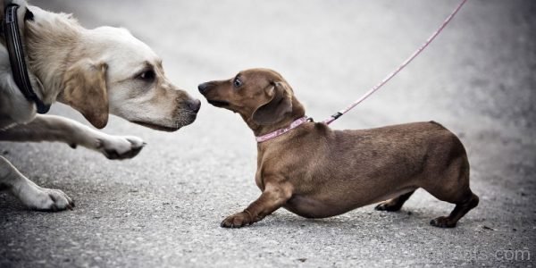 Two Pet Dog