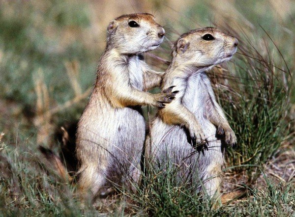 Two Prairie Dogs