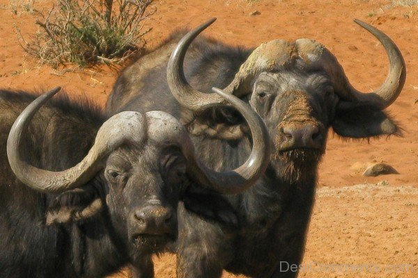 Two Water Buffaloes-db108