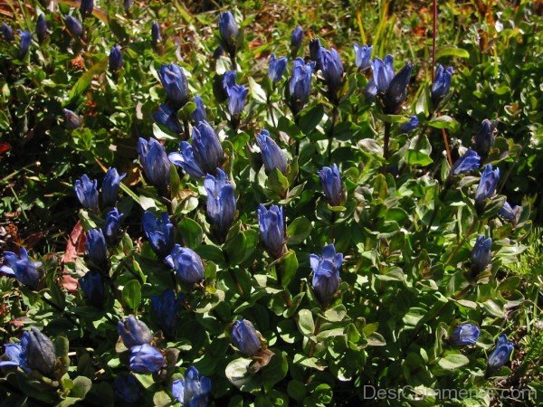 Unique Dahurian Gentian Flowers