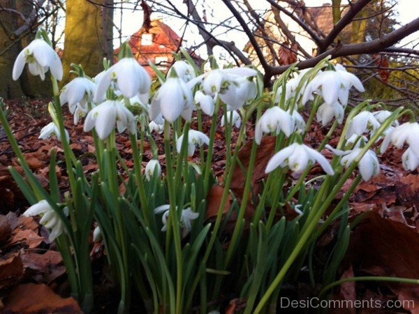 Unique Elwes's Snowdrop Flowers-dft529DEsi021