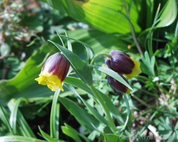 Unique Fritillaria Michailovskyl Flowers-yup829DCop17