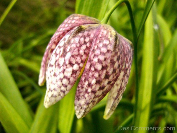 Unique Fritillaria Montana Flower