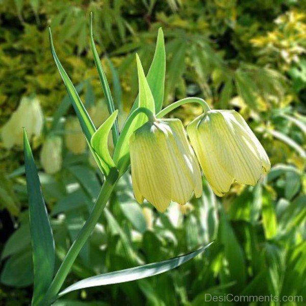 Unique Fritillaria Pallidiflora Flowers-fgt629DC00DC011