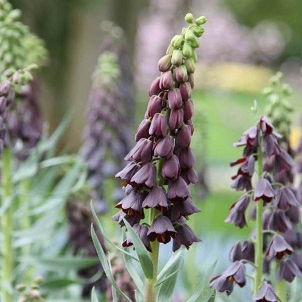 Unique Fritillaria Persica Flowers-poi929DCqw02