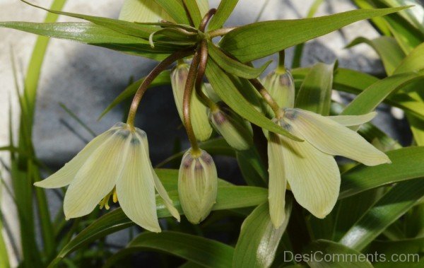 Unique Fritillaria Raddeana Flowersjhy628DC0427