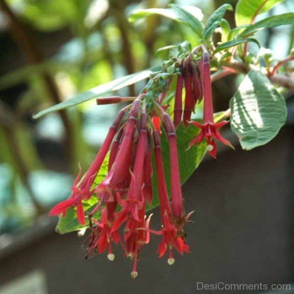 Unique Fuchsia Boliviana Flowers-bgh5629DCDESI05