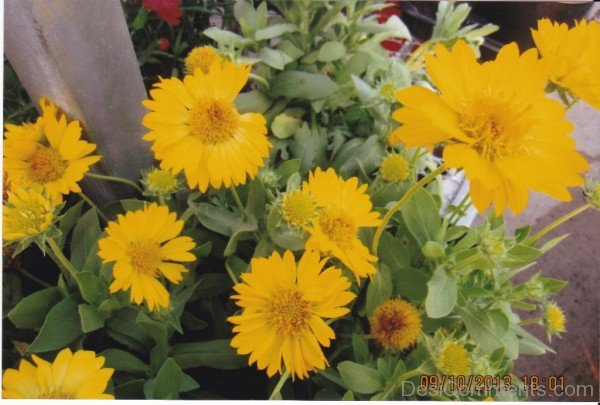 Unique Gaillardia X Grandiflora Flowers-lkg128DCDEsi17