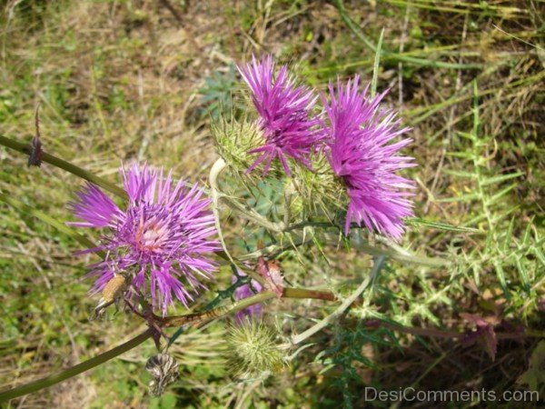 Unique Galactites Tomentosa Flowers-tub2330DC0728