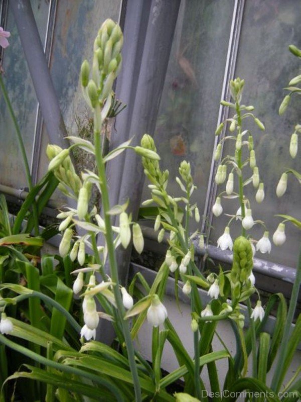 Unique Galtonai Candicans Flowers