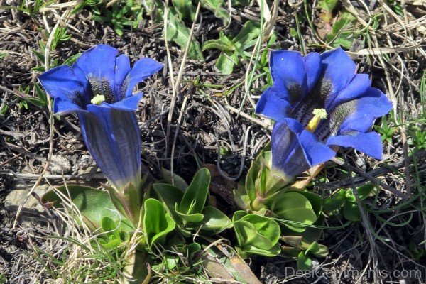 Unique Gentiana Acaulis Flowers