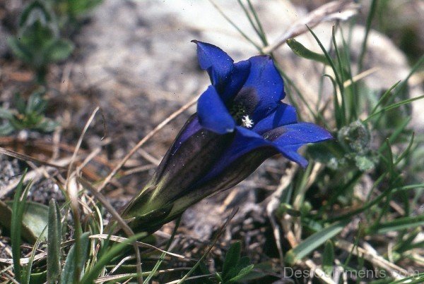 Unique Gentiana Clusii-YUP932DC9816