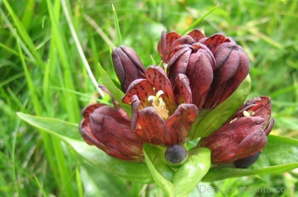 Unique Gentiana Purpurea