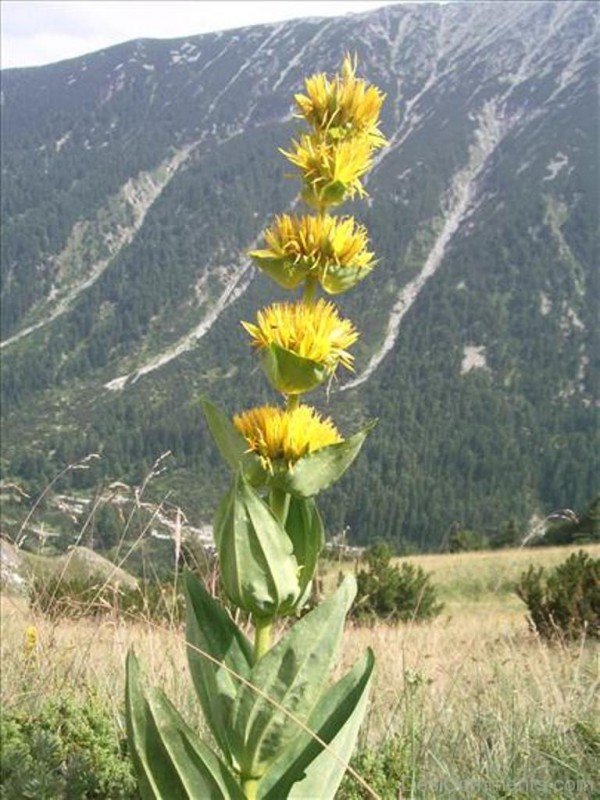 Unique Giant Yellow Gentian Flowers