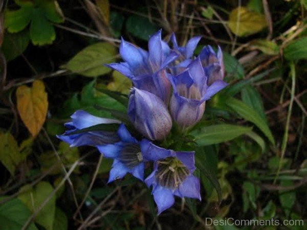 Unique Japanese Gentian Flowers