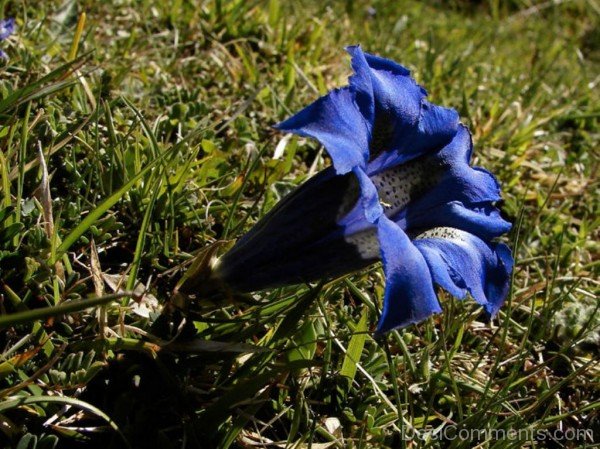 Unique Pyrenean Trumpet Gentian