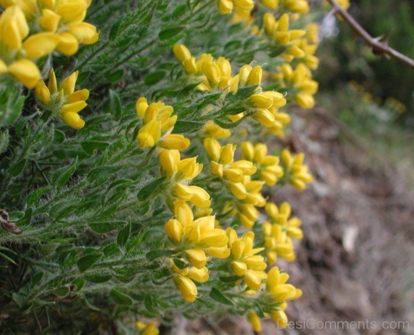 Unique Spanish Gorse Flowers