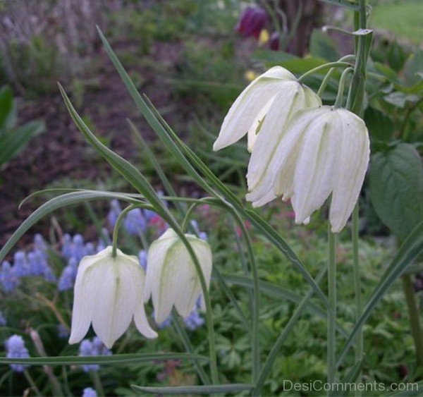 Unique White Snake's Head Fritillary Flowers-xse218DC12307