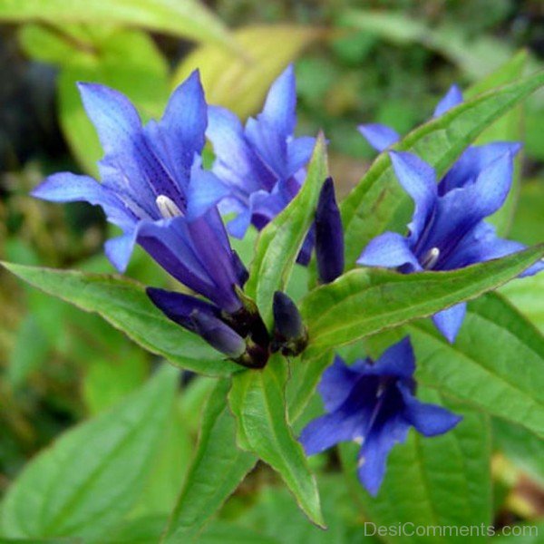 Unique Willow Gentian