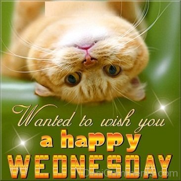 Wanted To Wish You A Happy Wednesday