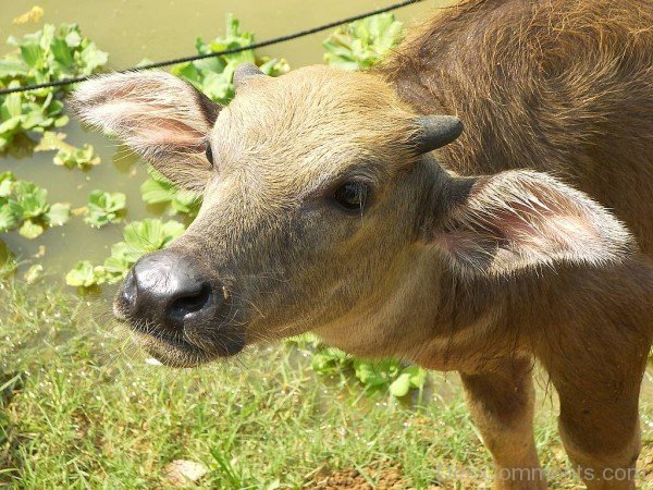 Water Buffalo Calf-db109