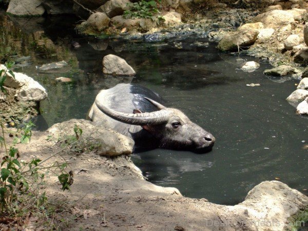 Water Buffalo In Water-db115