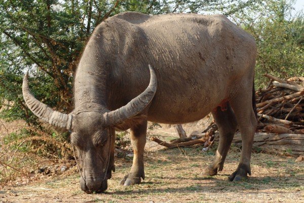 Water Buffalo Picture-db117