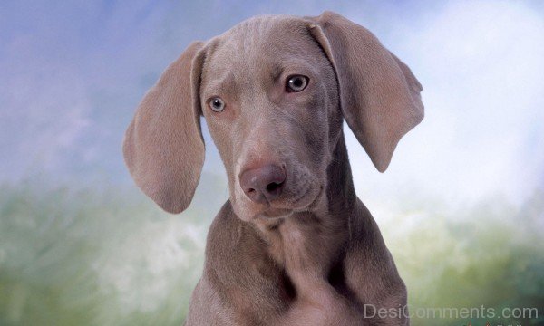 Weimaraner