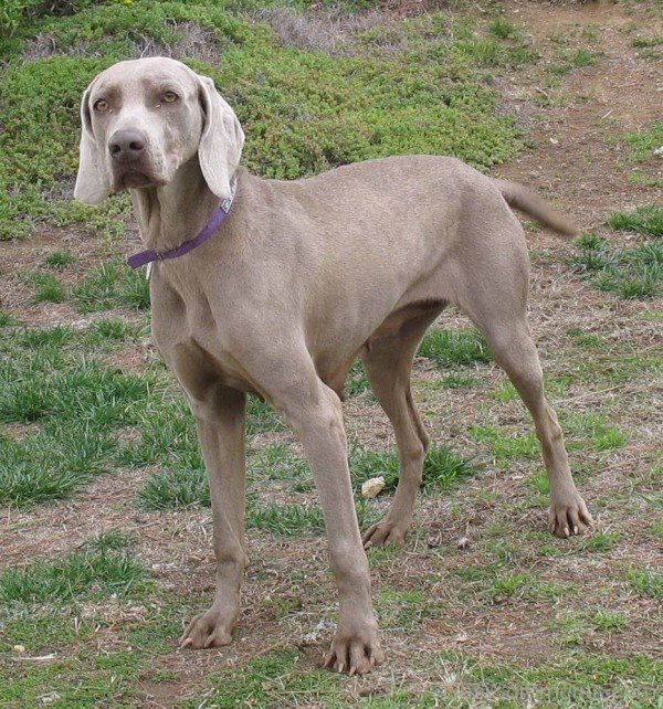 Weimaraner Brown Dog-ADB250032DC012532