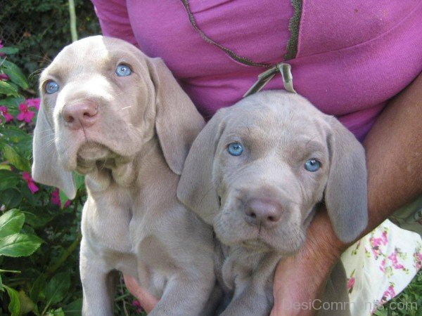Weimaraner Brown Puppies-ADB250020DC012520